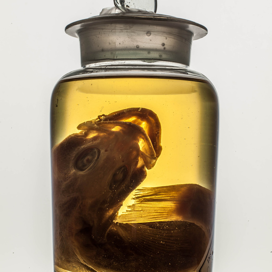 IES_SANISIDRO_MUSEO_BOTES_009