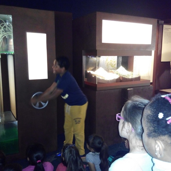 Visita a la exposición El Bosque. 1º 2º Primaria. CEIP Pinocho. 2016/17 2