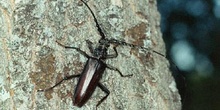 Longicornio de los quercus (Cerambyx vellutinus)