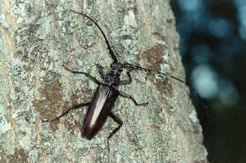 Longicornio de los quercus (Cerambyx vellutinus)