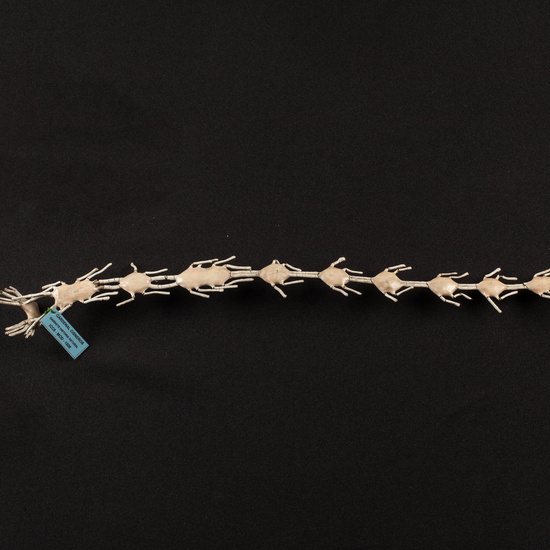 IES_CARDENALCISNEROS_ZOOLOGIA_II_MODELOS_019