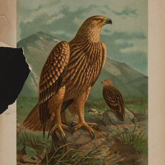 IES_CARDENALCISNEROS_AVES_LAMINAS_192