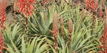 Aloe arborescens