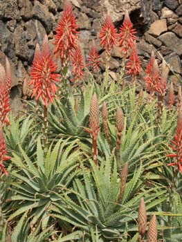 Aloe arborescens