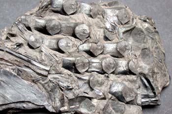 Sigillaria scutellata (Helecho) Carbonífero