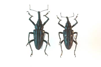 Vanapa oberthueri (Nueva Guinea)