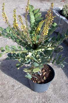 Mahonia (Mahonia aquifolium)