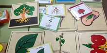 Material Montessori Ciencias