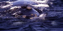 Ballena jorobada, Argentina