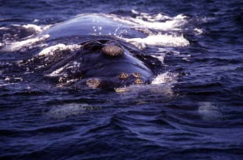 Ballena jorobada, Argentina