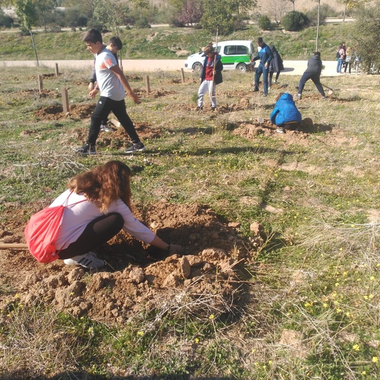 Plantación en el parque forestal de Valdebebas 2019 17