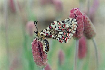 Arlequín (Zerynthia rumina)