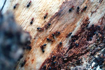 Hormiga (Formicidae fam.)