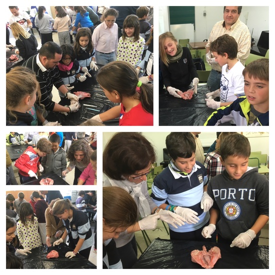 2016-11-09_DISECCION OJO CORDERO (48)