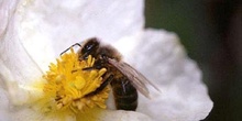 Abeja de la miel (Apis mellifera)