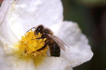 Abeja de la miel (Apis mellifera)