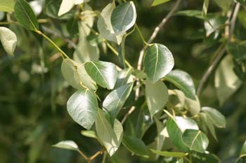 álamo chino (Populus simonii)