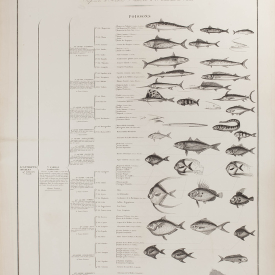IES_CARDENALCISNEROS_ZOOLOGIA_I_LAMINAS_006
