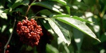 Saúco rojo - Hoja (Sambucus racemosa)