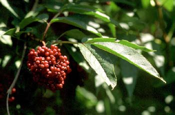 Saúco rojo - Hoja (Sambucus racemosa)