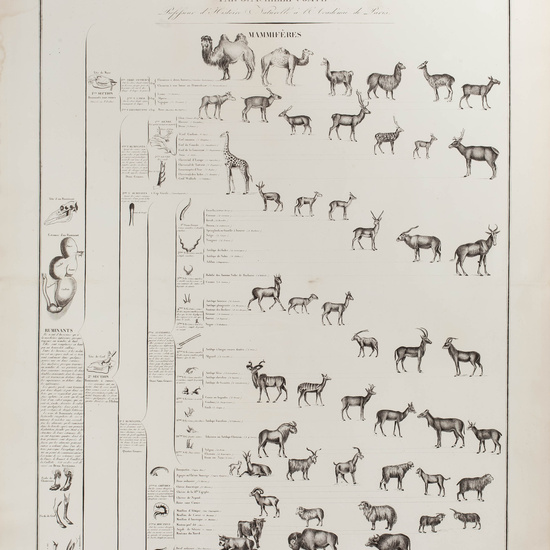 IES_CARDENALCISNEROS_ZOOLOGIA_I_LAMINAS_010