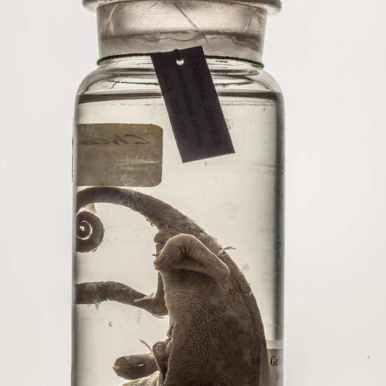 IES_CARDENALCISNEROS_CIENCIASNATURALES_225