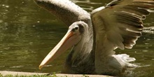 Pelícano gris (Pelecanus rifescens)