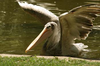 Pelícano gris (Pelecanus rifescens)