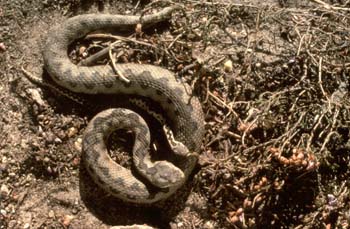 Víbora hocicuda (Vipera latasti)