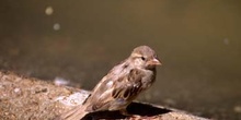 Gorrión comun (Passer domesticus)