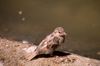 Gorrión comun (Passer domesticus)