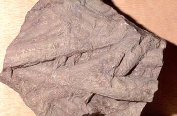 Cruziana sp. (Huella) Ordovícico