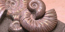 Paracadoceras sp. (Molusco-Ammonites) Jurásico