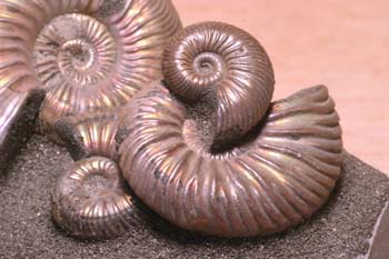 Paracadoceras sp. (Molusco-Ammonites) Jurásico