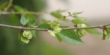 Olmo de Siberia - Frutos (Ulmus pumilla)