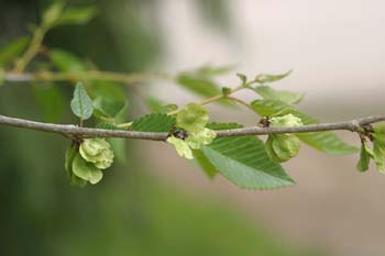 Olmo de Siberia - Frutos (Ulmus pumilla)