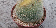 Notocactus