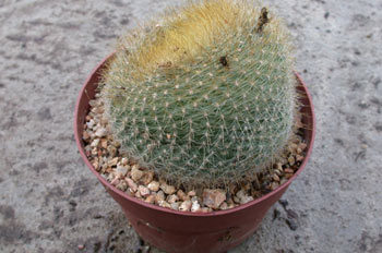 Notocactus