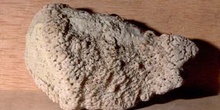 Esponja (Esponja) Cámbrico