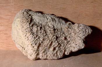 Esponja (Esponja) Cámbrico