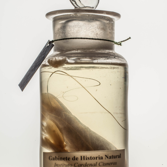 IES_CARDENALCISNEROS_CIENCIASNATURALES_077