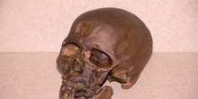 Homo sapiens sapiens (Mamíferos-Homínidos) Holoceno
