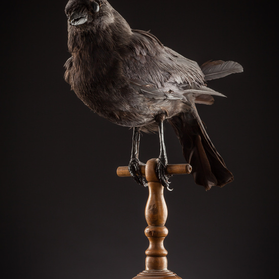 IES_SANISIDRO_BIOLOGIA_413