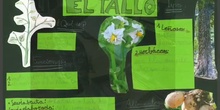 El tallo. Énder 2º B