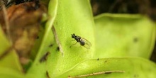 Mosca atrapada en planta carnívora (Diptera Ord.)