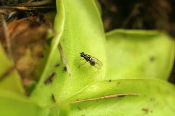 Mosca atrapada en planta carnívora (Diptera Ord.)