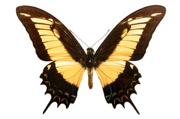 Papilio andogeus (Perú)