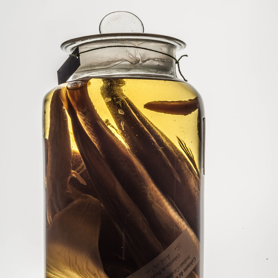 IES_CARDENALCISNEROS_CIENCIASNATURALES_171