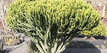 Euphorbia candelabrum