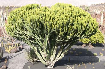 Euphorbia candelabrum